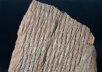 Sigillaria sp. BRONGNIART 1822 - Bild &copy; FossNet FossilienStore